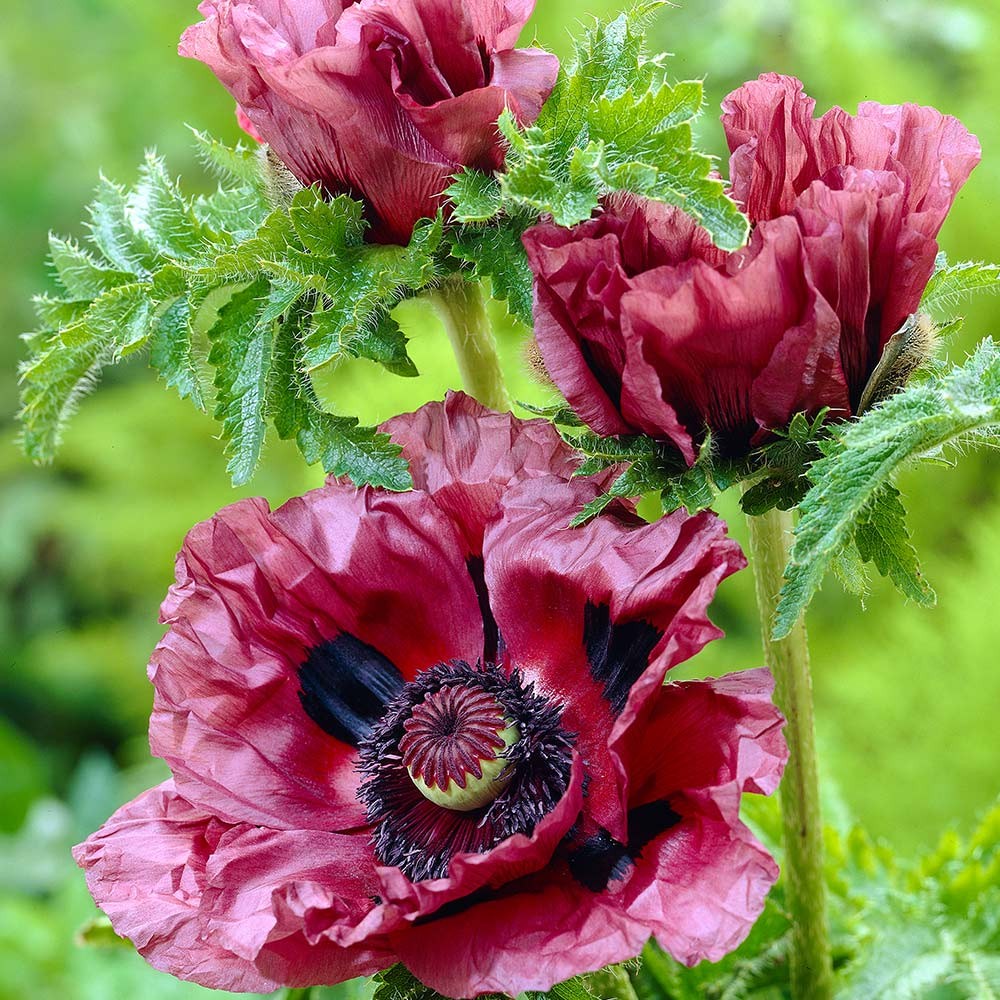 Papaver orientale 'Patty's Plum'